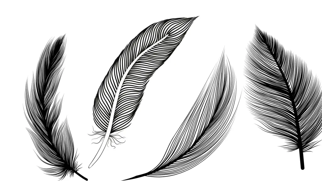 Black And White Feather Meaning