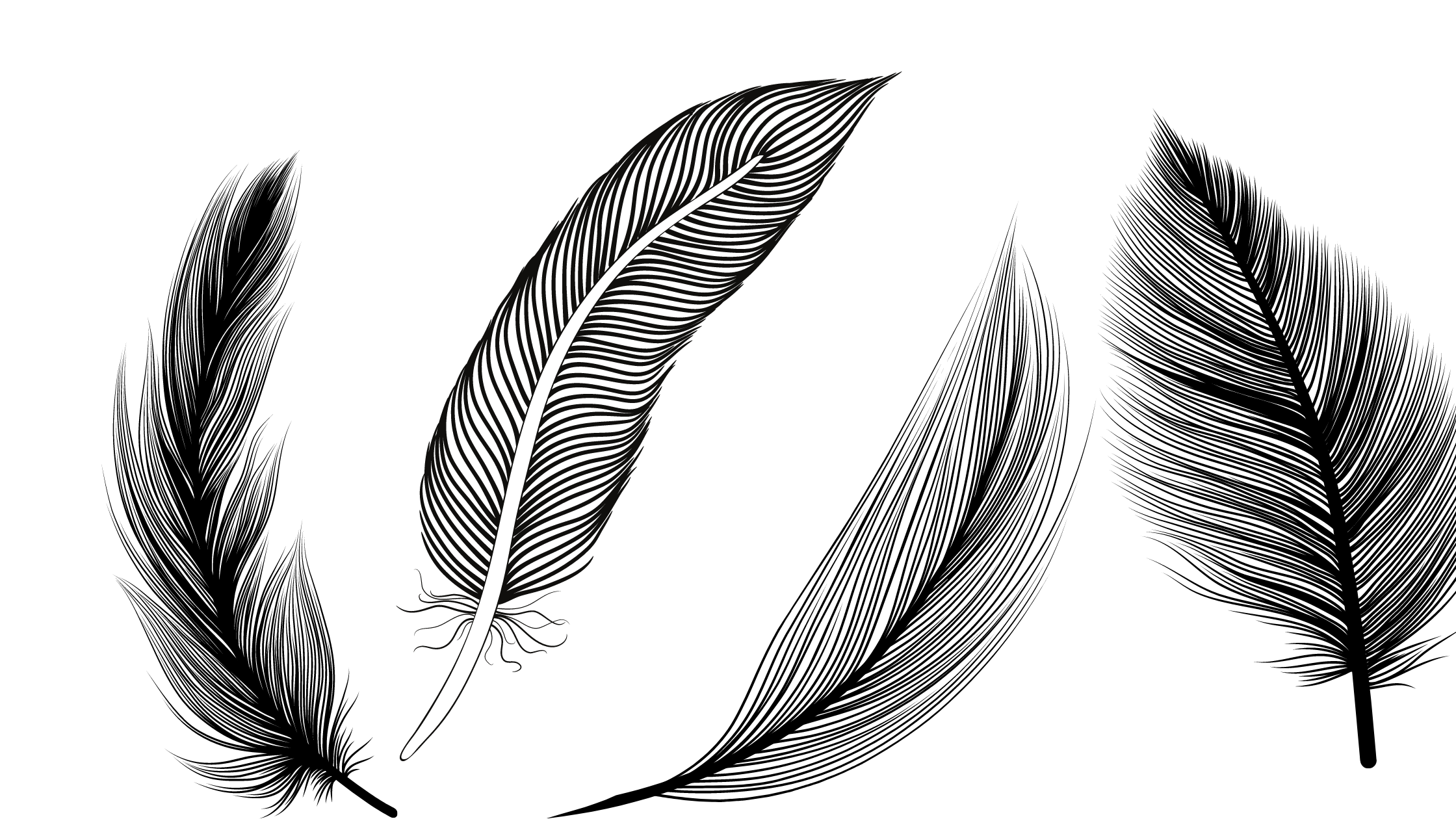 Black And White Feather Meaning