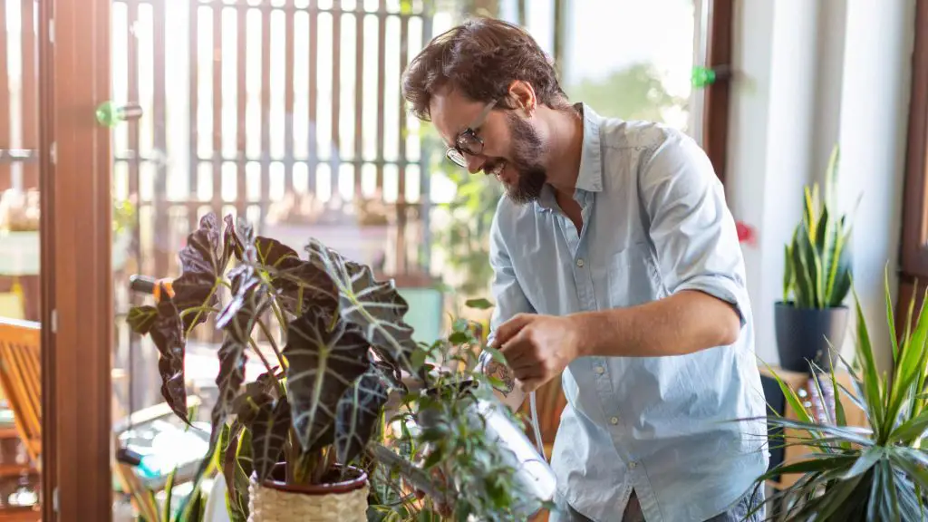 Affirmations When Watering Plants